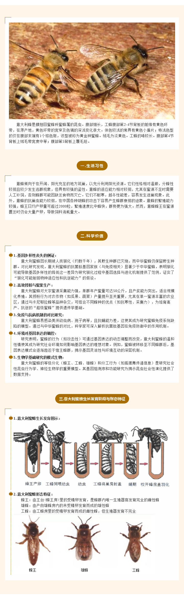 农药环境影响试验生物试材介绍-意大利蜜蜂