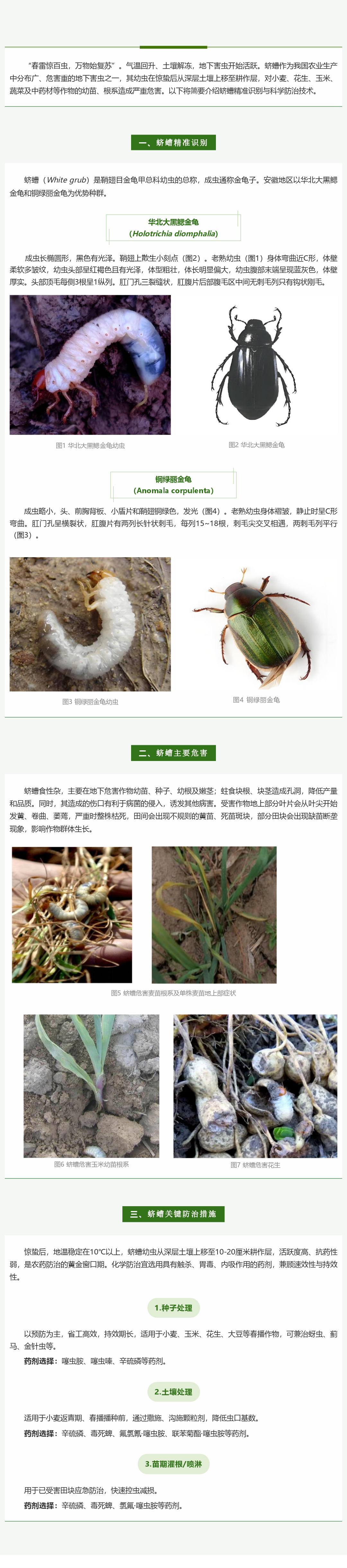 地下害虫蛴螬的精准识别与科学防控