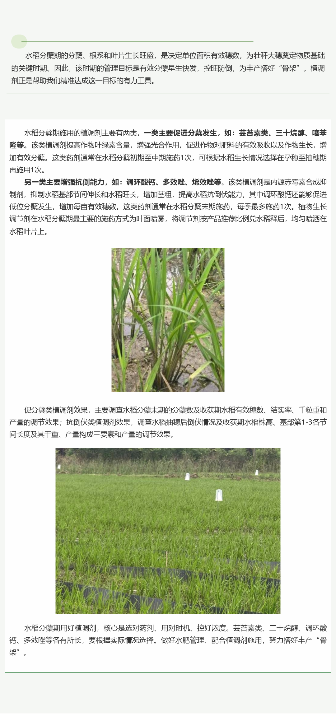 水稻分蘖期植调剂这样用，丰产骨架才稳！